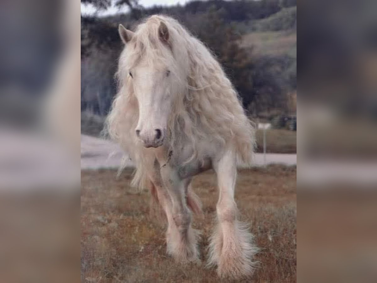 Gypsy Horse Mare 8 years 13,2 hh Can be white in Engen