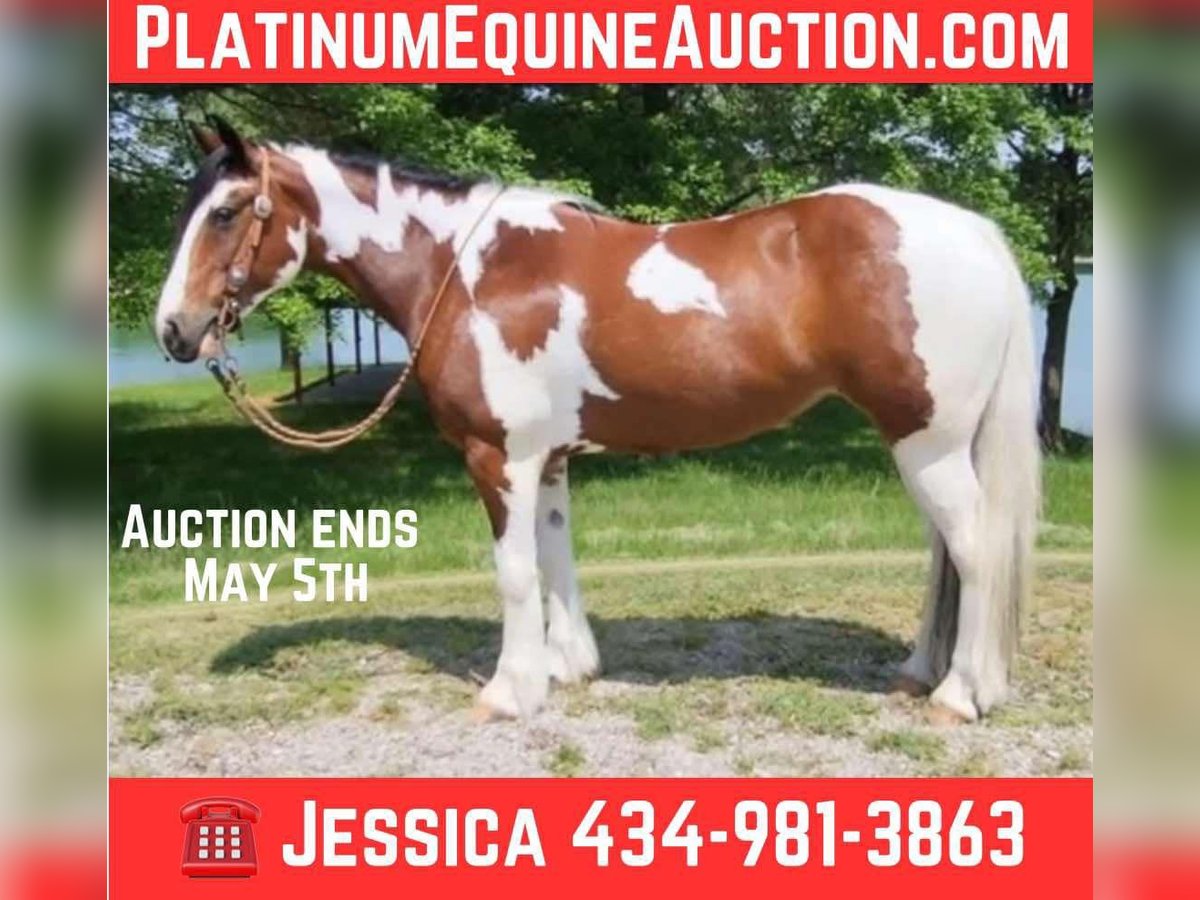 Gypsy Horse Mare 8 years 14,2 hh Tobiano-all-colors in Robards KY