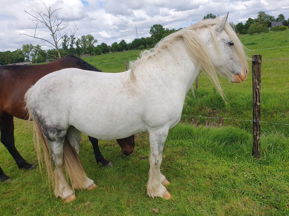 Gypsy Horse Mare 8 years 14,1 hh Roan-Blue in Assen