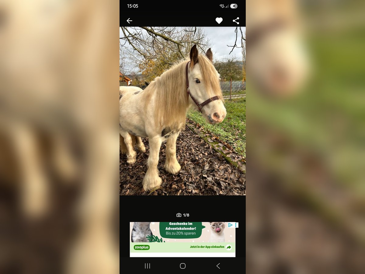 Gypsy Horse Mare 9 years 13,1 hh Pinto in Willmars