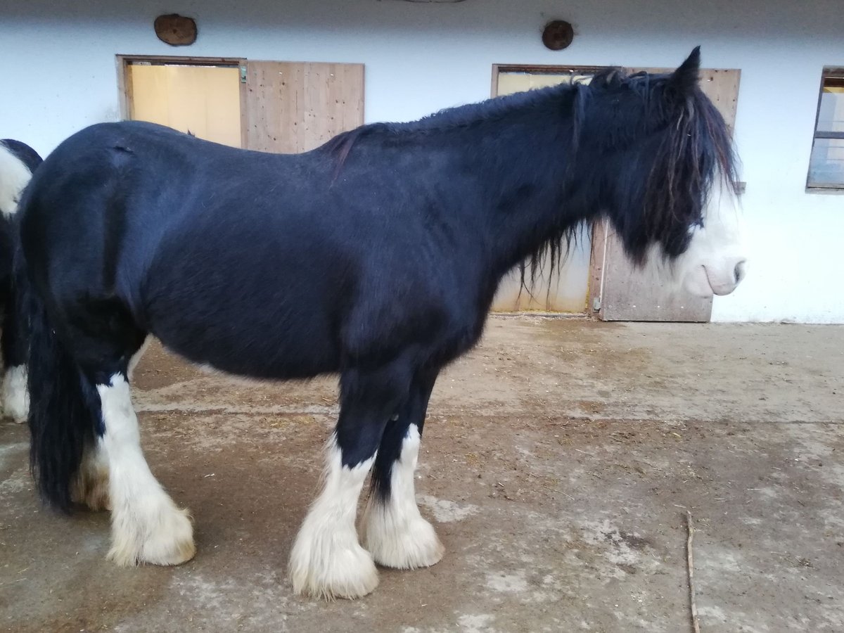 Gypsy Horse Mare 9 years 14,2 hh Black in Landeck