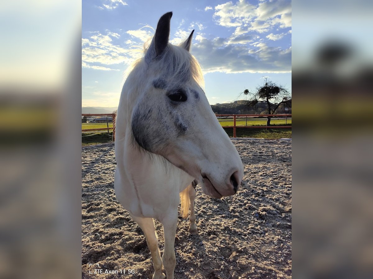 Gypsy Horse Mix Mare 9 years 14,2 hh Grey in Brunn