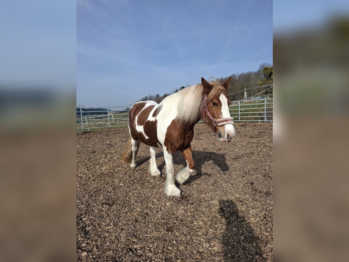 Gypsy Horse Mare 9 years 14,2 hh Pinto in Pichl bei wels