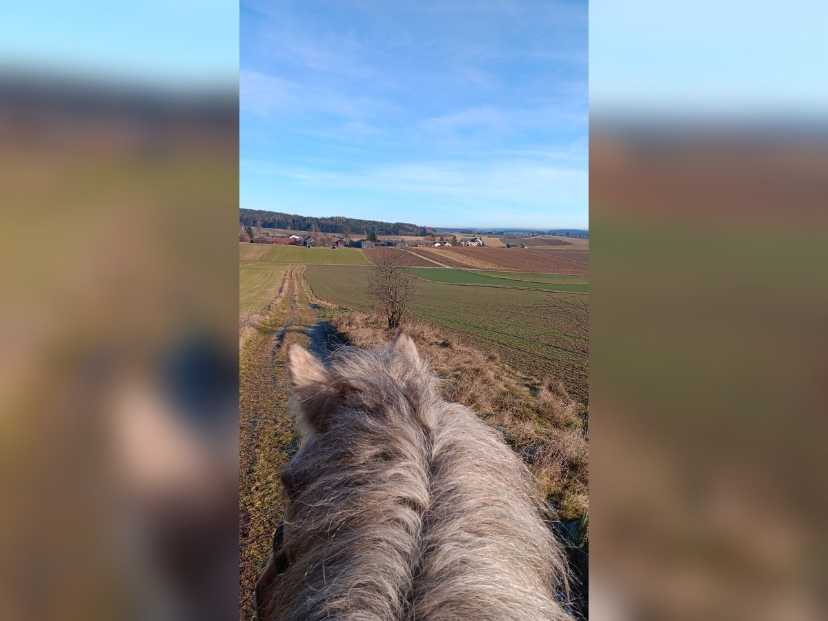 Gypsy Horse Mare 9 years 15,2 hh Palomino in Wiesmaden Gypsy Horse Mare 9 years 15,2 hh Palomino in Wiesmaden