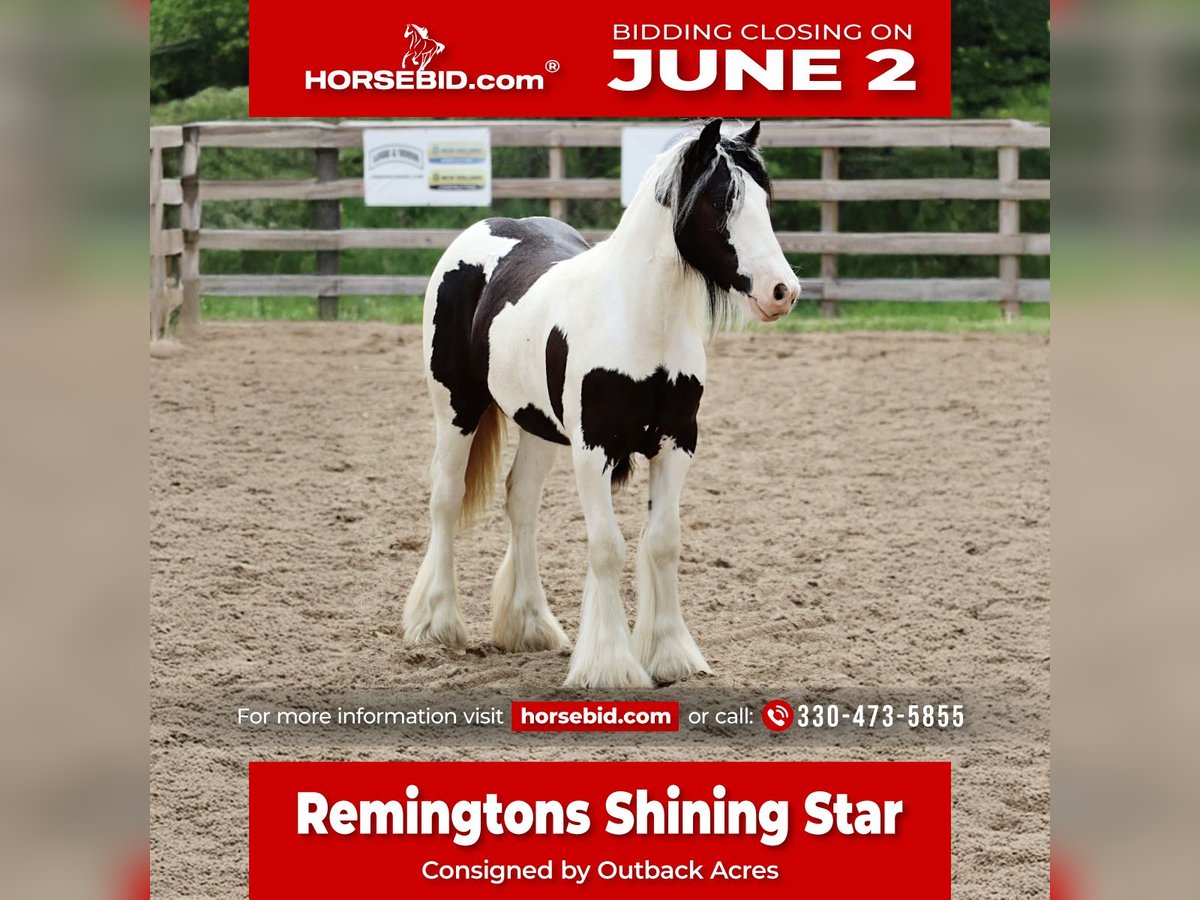 Gypsy Horse Mare  12 hh Tobiano-all-colors in Dundee, OH