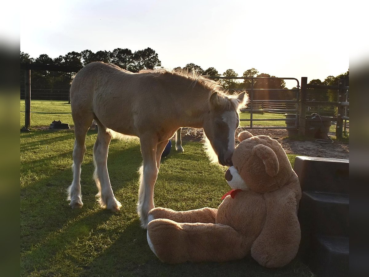 Gypsy Horse Mare  15 hh Grullo in Tallahassee, FL