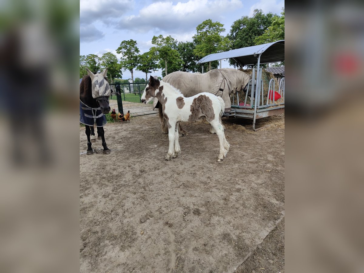 Gypsy Horse Mare Foal (05/2025) 16,1 hh Pinto in Helmond