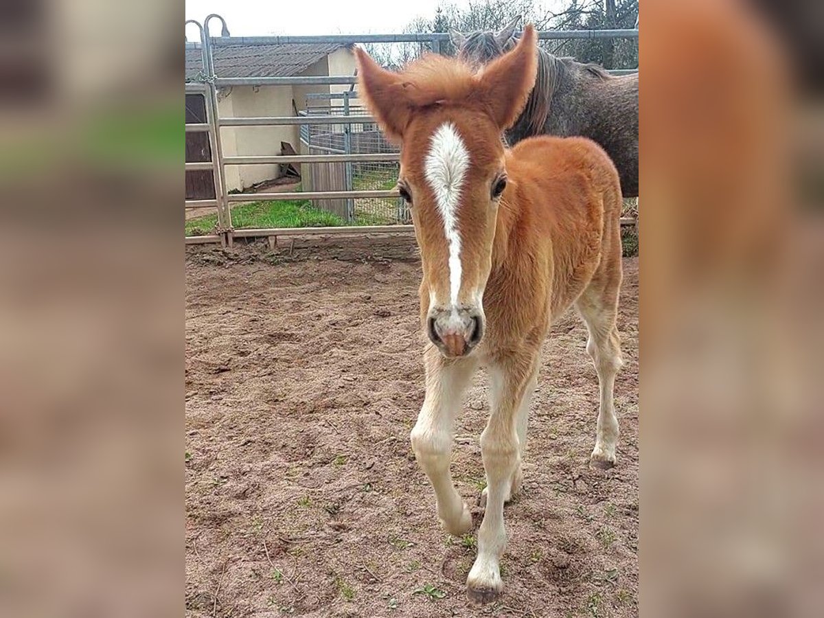 Gypsy Horse Mare Foal (02/2024) Chestnut-Red in Wlen