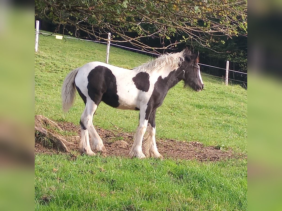 Gypsy Horse Mare Foal (05/2024) Pinto in Oberstaufen