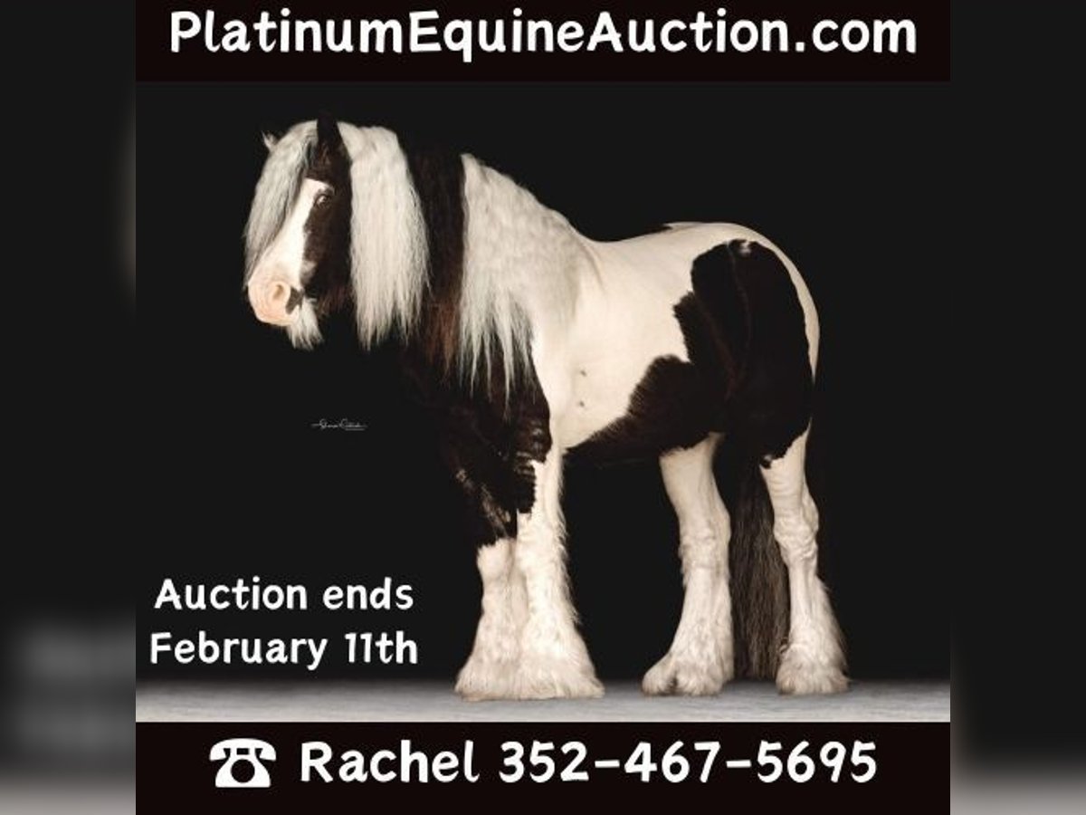 Gypsy Horse Stallion 14 years 14,1 hh Tobiano-all-colors in Ocala FL