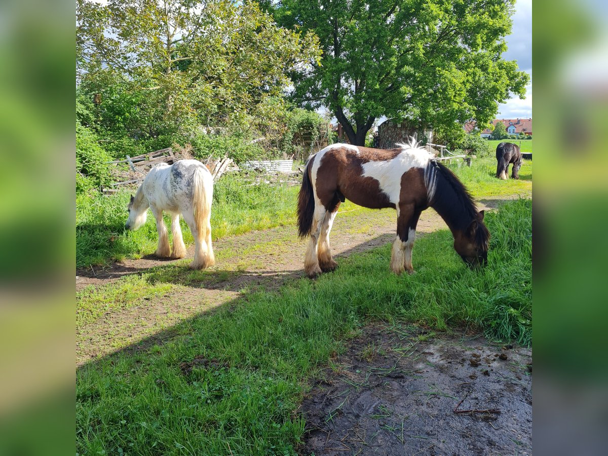 Gypsy Horse Stallion 1 year 10,2 hh in Hainburg