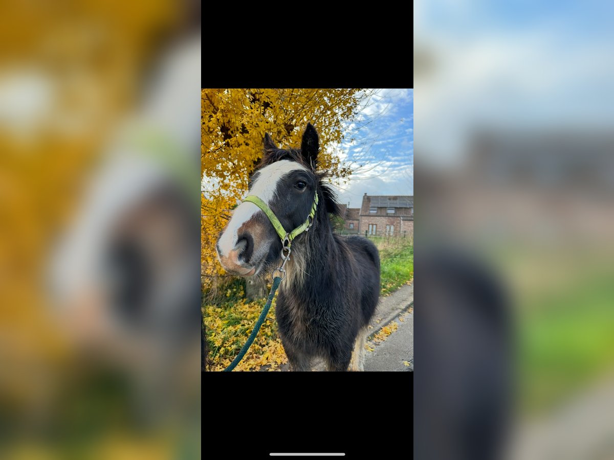 Gypsy Horse Stallion 1 year 13,2 hh Brown in Rue du pinson