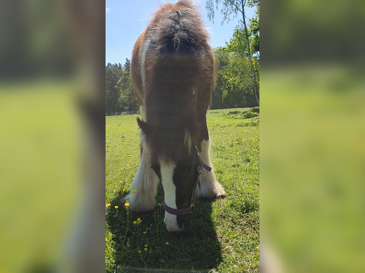 Gypsy Horse Stallion 1 year 13 hh Pinto in Tangeln