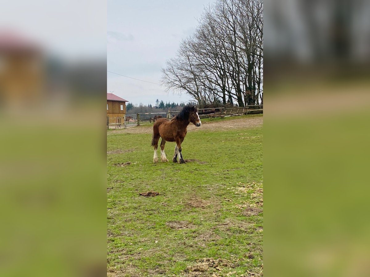 Gypsy Horse Stallion 1 year 14,1 hh Brown in Eggermühlen