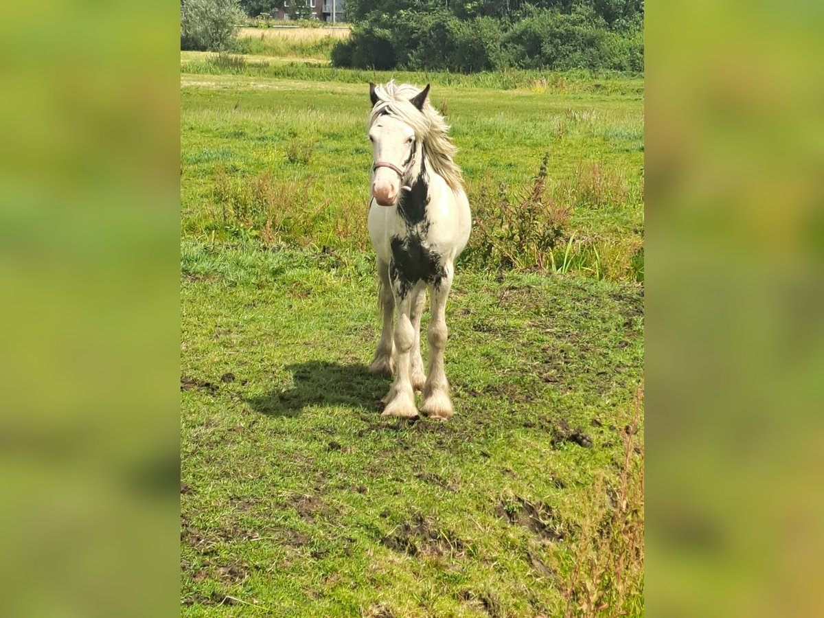 Gypsy Horse Stallion 1 year 14,1 hh Overo-all-colors in Egmond aan Zee