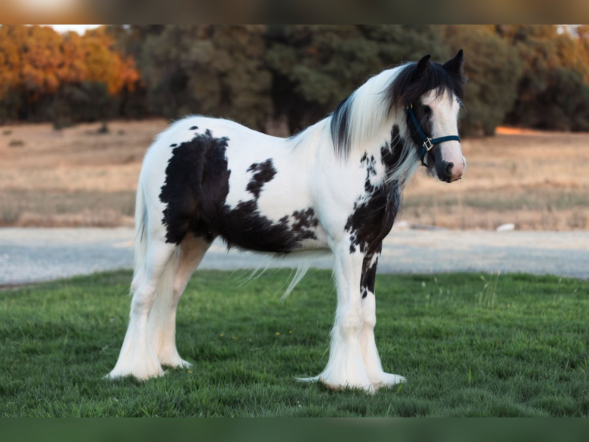 Gypsy Horse Stallion 1 year 14,1 hh Pinto in Grass Valley, CA
