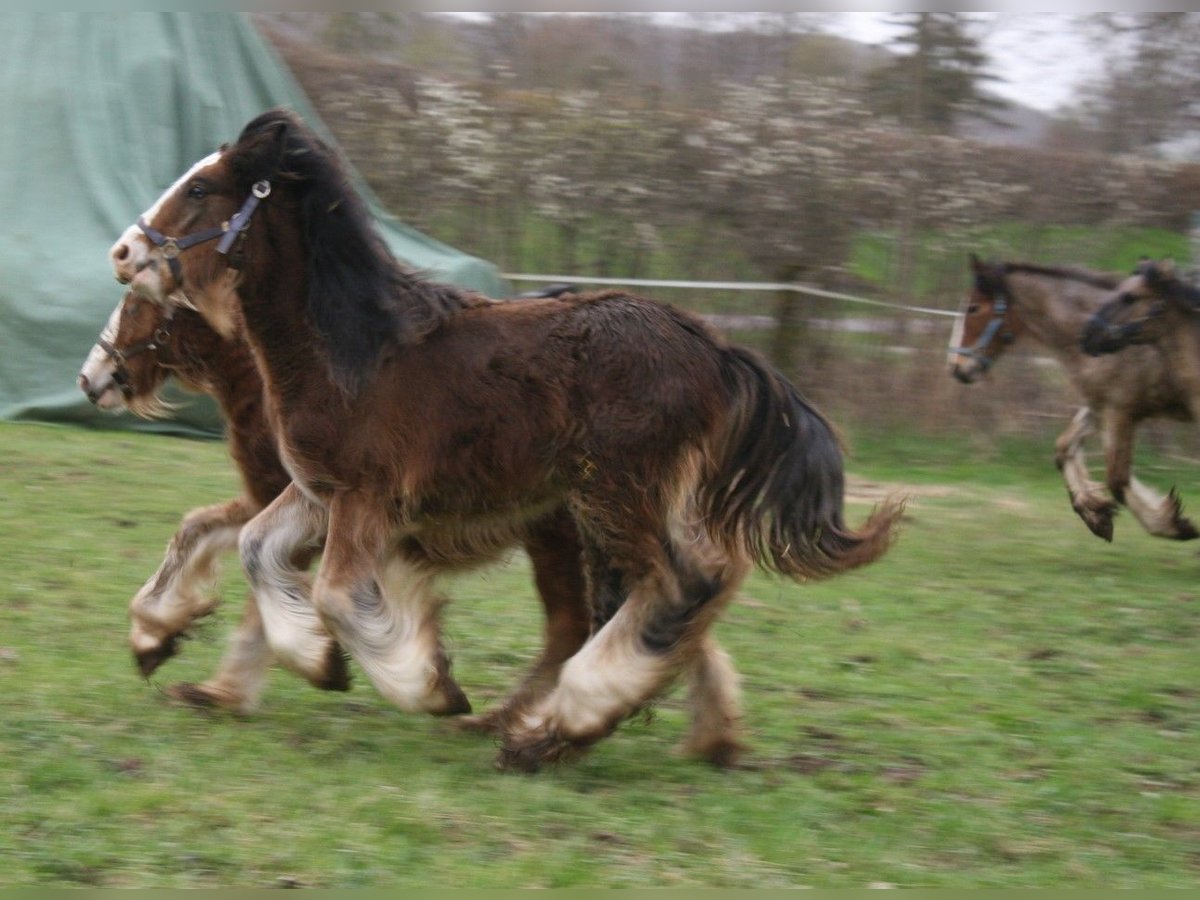 Gypsy Horse Stallion 1 year 14,2 hh Brown in Calden