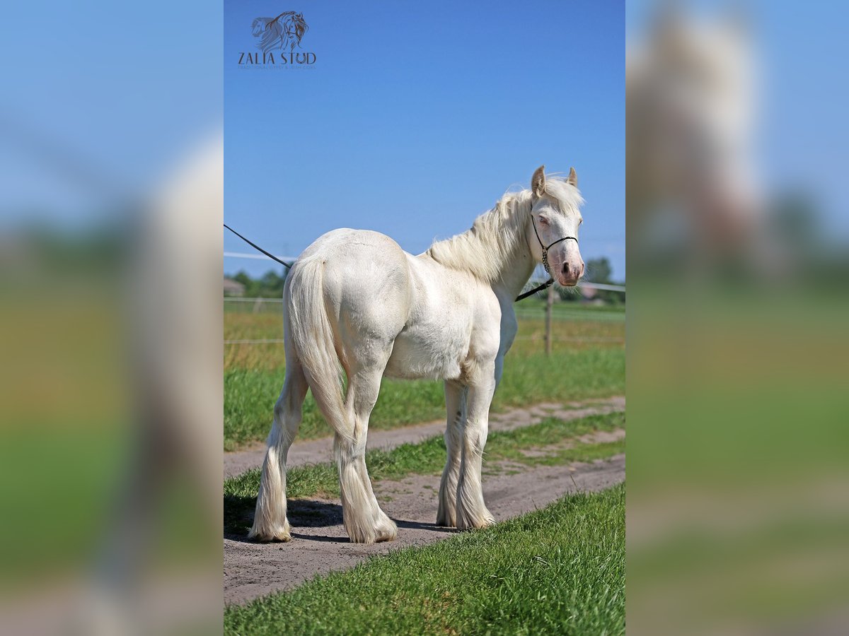 Gypsy Horse Stallion 1 year 14,2 hh Cremello in Stryk&#xF3;w