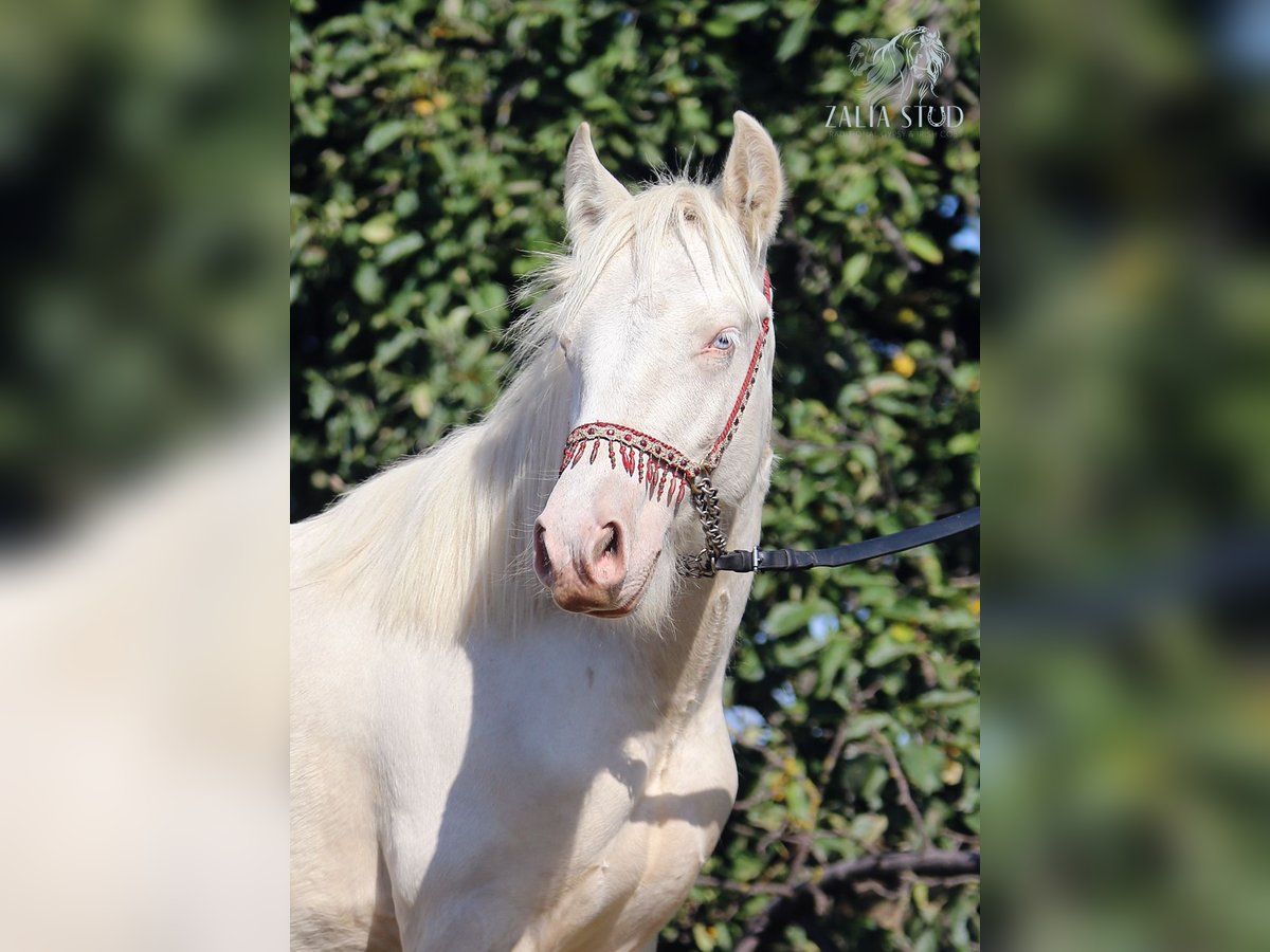 Gypsy Horse Stallion 1 year 14,2 hh Cremello in Stryk&#xF3;w