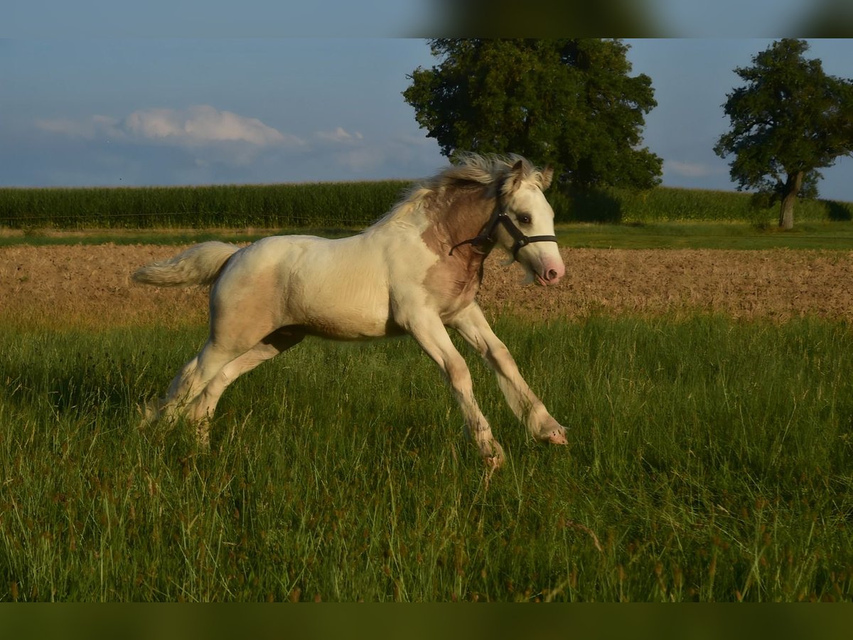 Gypsy Horse Stallion 1 year 14,2 hh Pinto in G&#xF6;ggingen
