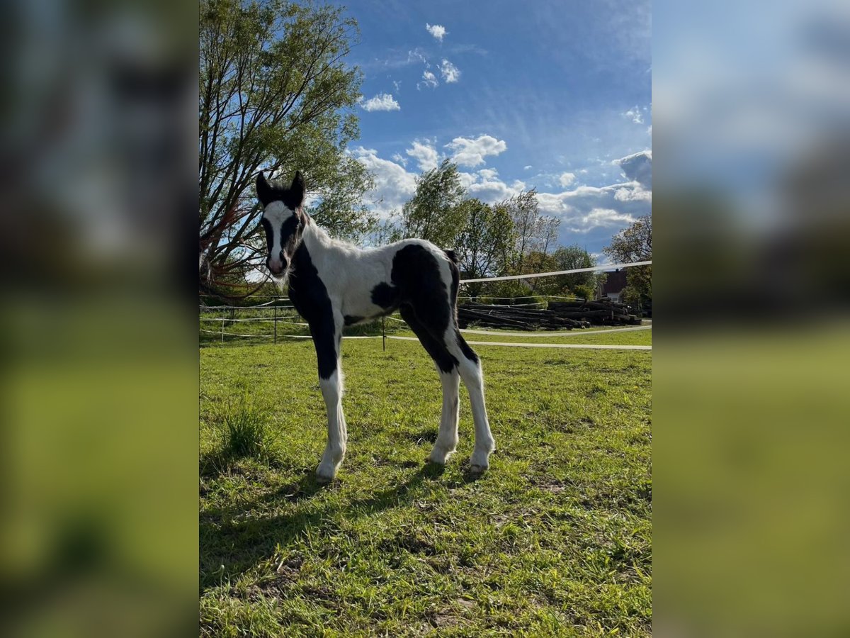 Gypsy Horse Stallion 1 year 15,2 hh Pinto in Gundersheim