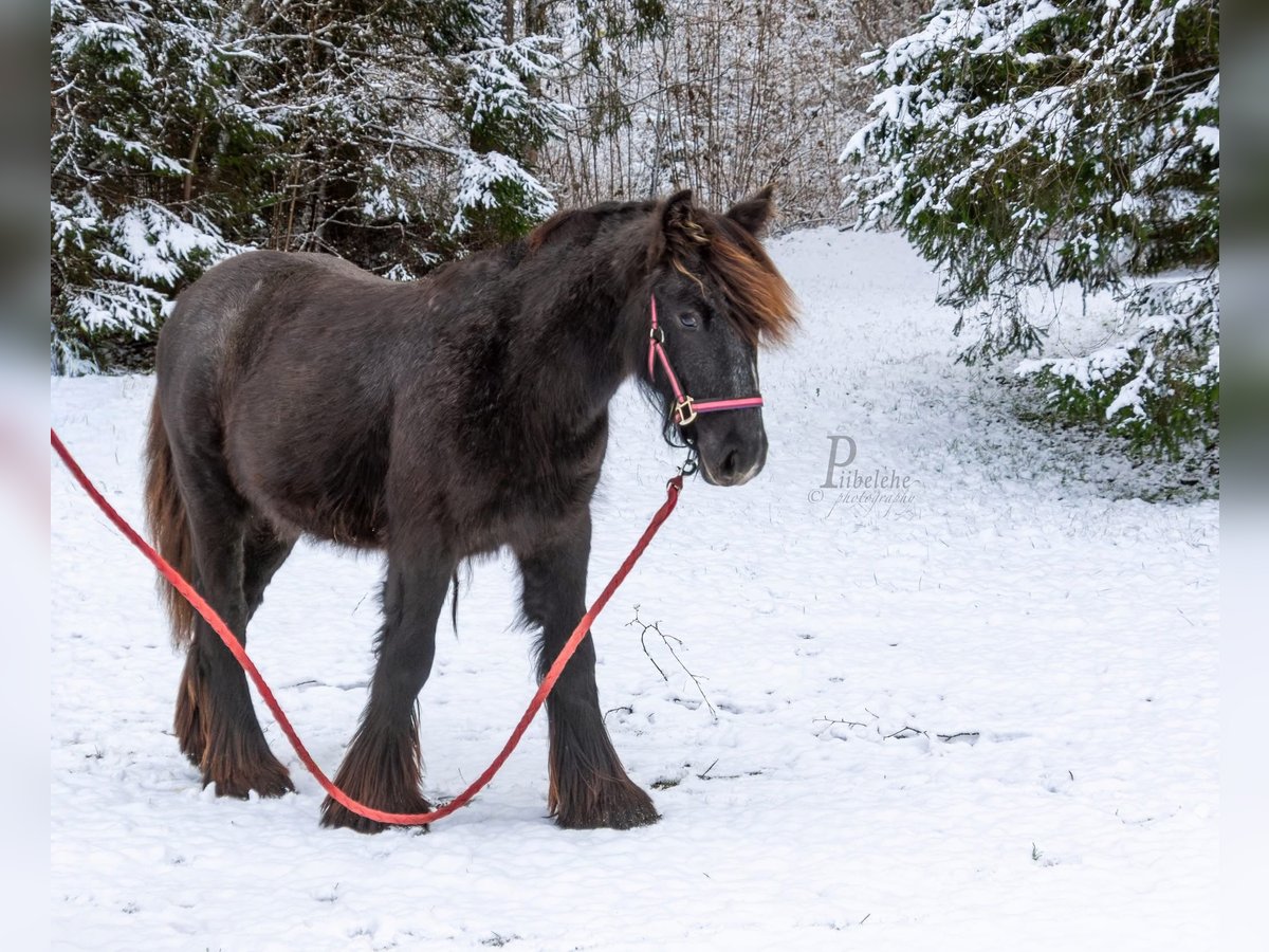 Gypsy Horse Stallion 1 year 15 hh Grey in Kohila