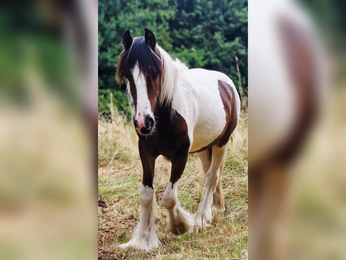 Gypsy Horse Stallion 1 year 15,1 hh Pinto in Schl&#xFC;chtern