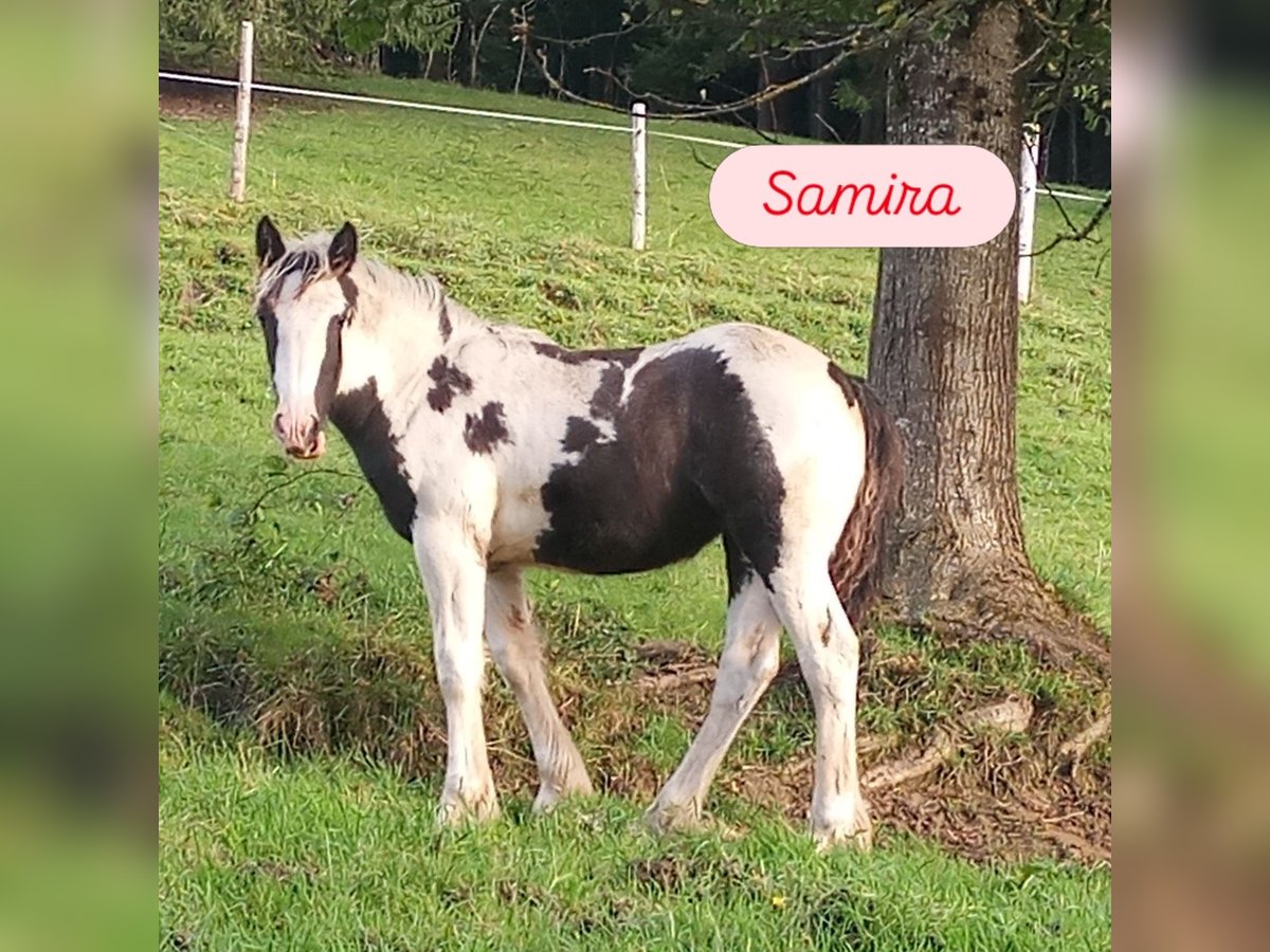 Gypsy Horse Stallion 1 year Pinto in Oberstaufen