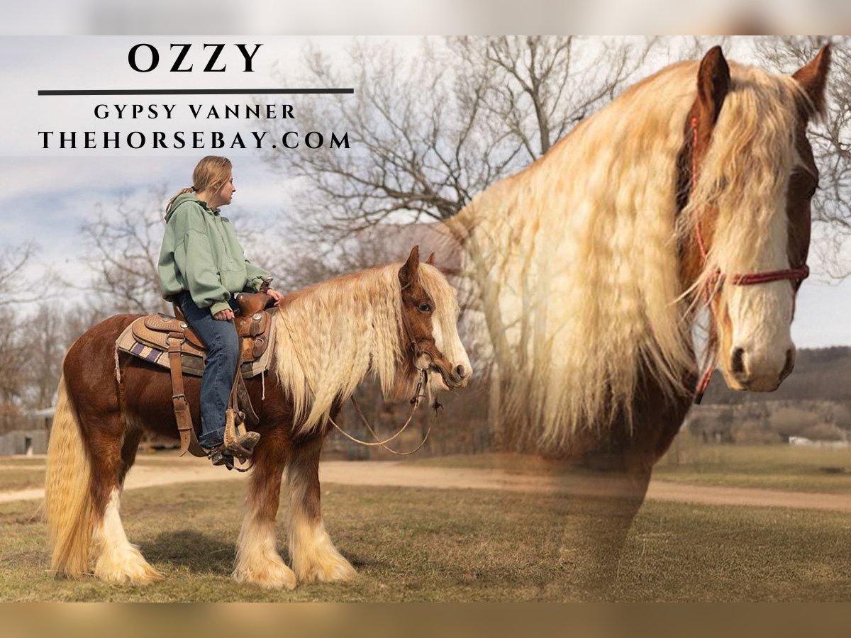 Gypsy Horse Stallion 3 years 13,3 hh Sorrel in Seymour, MO