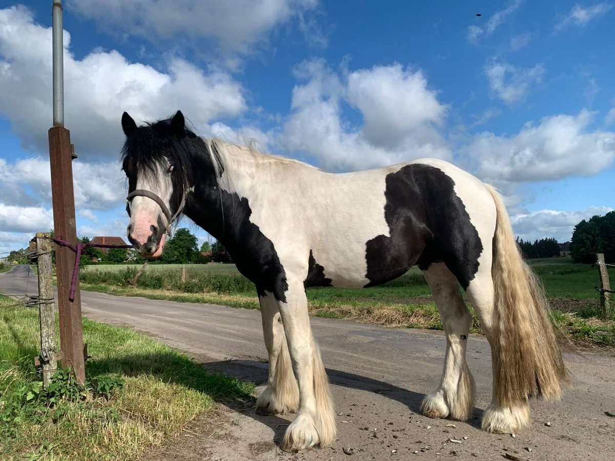Gypsy Horse Stallion 3 years 15,1 hh Pinto in Bollewick