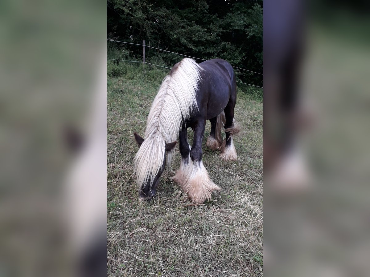 Gypsy Horse Stallion 4 years 14,1 hh Chestnut in Klosterneuburg
