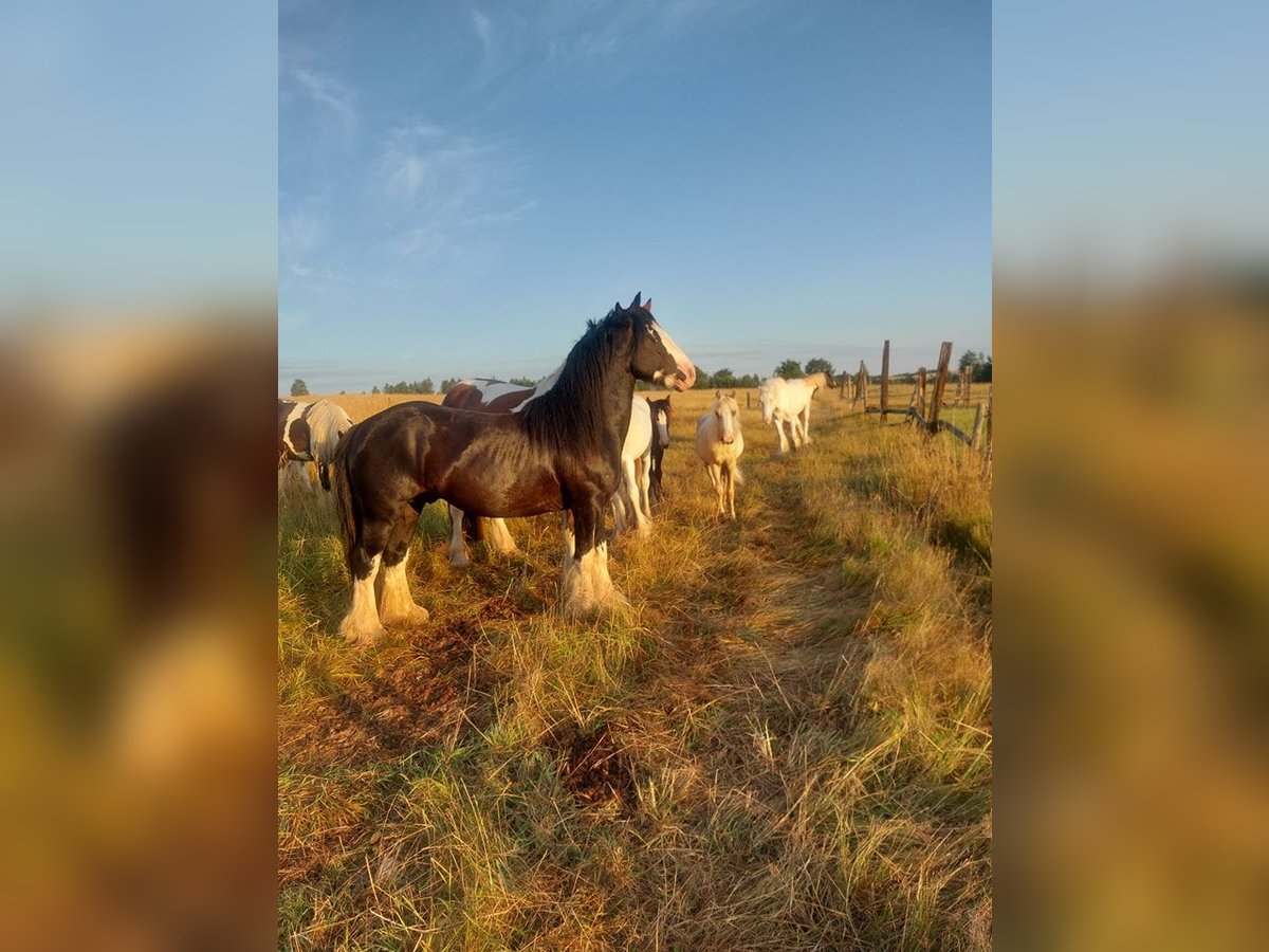 Gypsy Horse Stallion 4 years 14,1 hh Sabino in Wlen