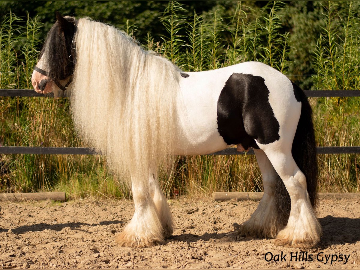 Gypsy Horse Stallion 5 years 14,3 hh Tobiano-all-colors in Møldrup