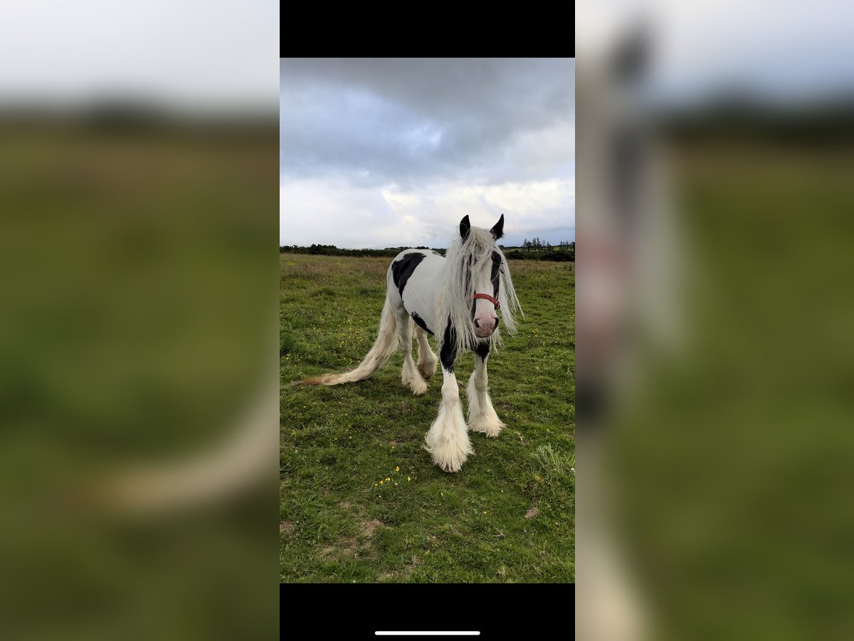 Gypsy Horse Stallion 5 years 15 hh Tobiano-all-colors in Killarney