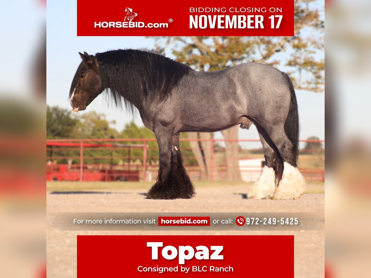 Gypsy Horse Stallion 6 years 14,3 hh Roan-Blue in Grand Saline