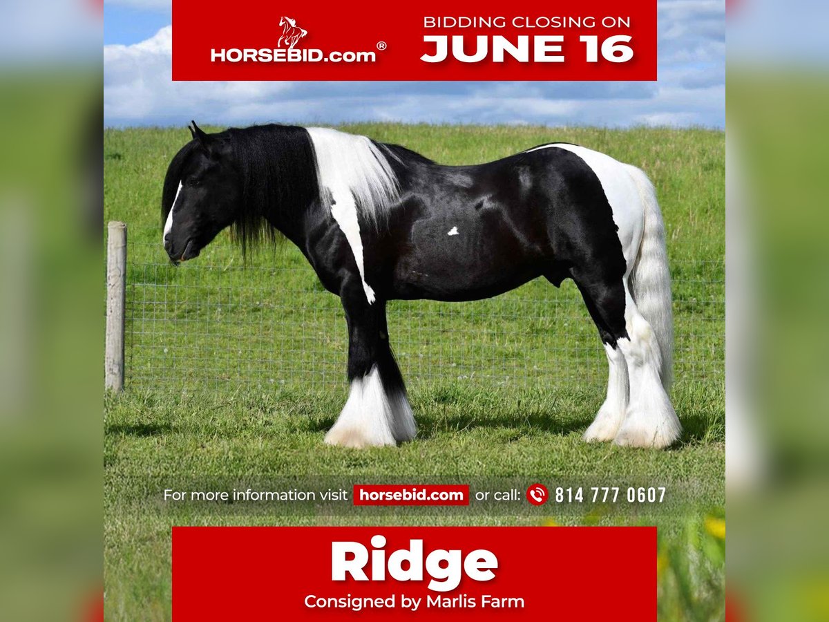 Gypsy Horse Stallion 6 years 14,3 hh in Rebersburg, PA
