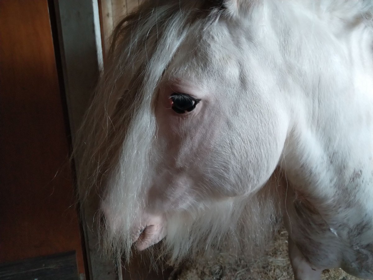 Gypsy Horse Stallion 7 years 13,2 hh Sabino in Oerel