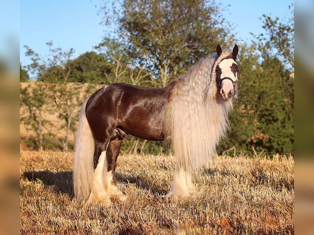 Gypsy Horse Stallion 9 years 14,2 hh Black in MONTE SAN GIUSTO