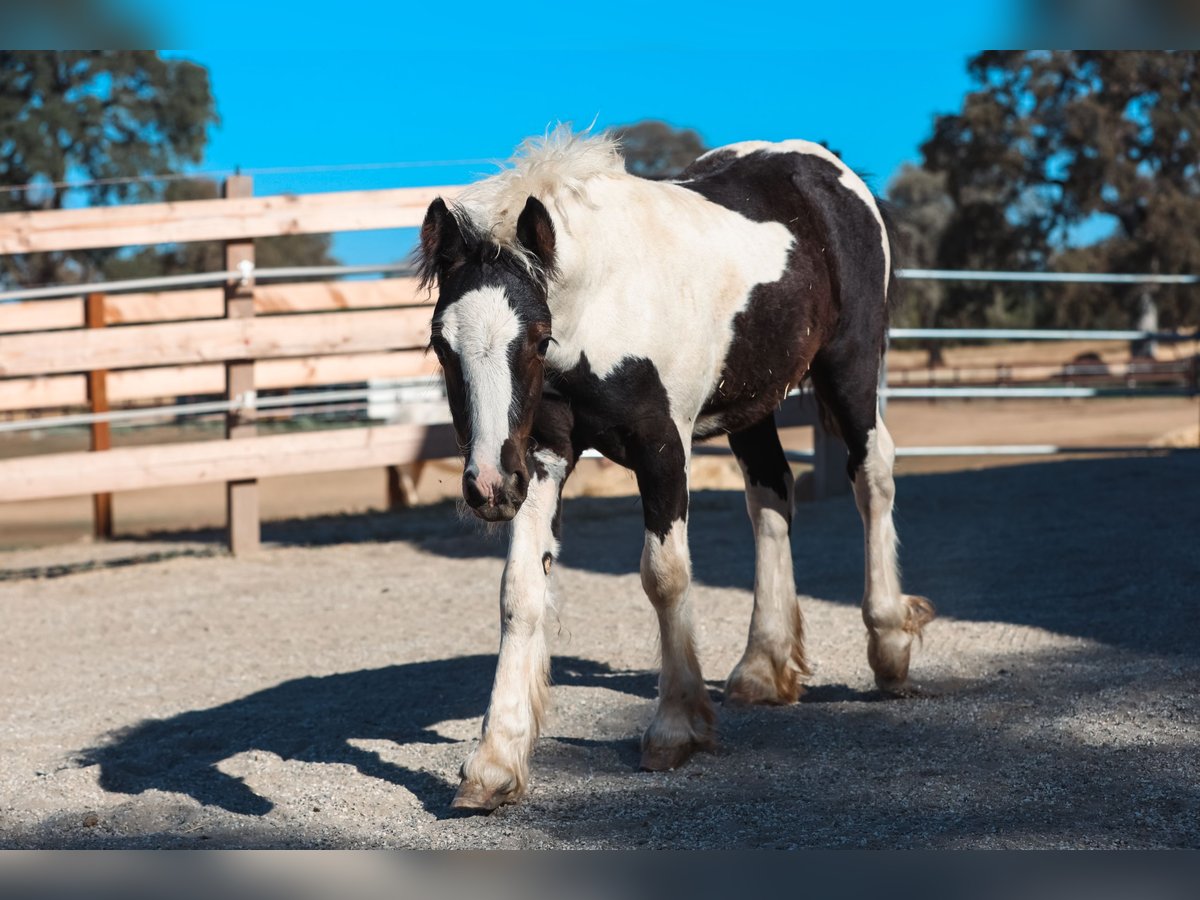 Gypsy Horse Stallion Foal (04/2025) 10 hh Pinto in Grass Valley