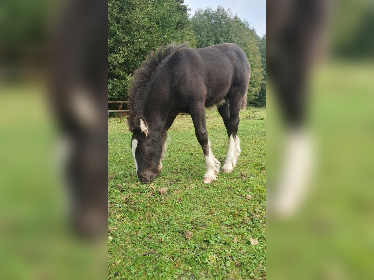 Gypsy Horse Stallion Foal (08/2025) 12,1 hh in Tangeln