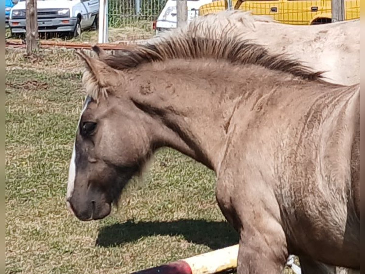 Gypsy Horse Stallion Foal (05/2024) 14,1 hh Dun in Wittstock/Dosse