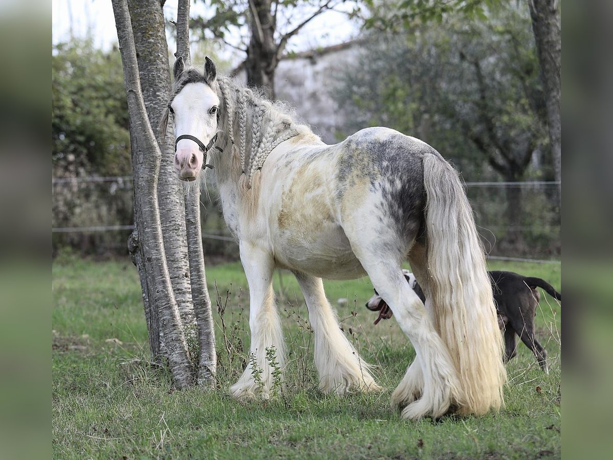 Gypsy Horse Stallion Foal (06/2024) 14,1 hh Pinto in monte san giusto