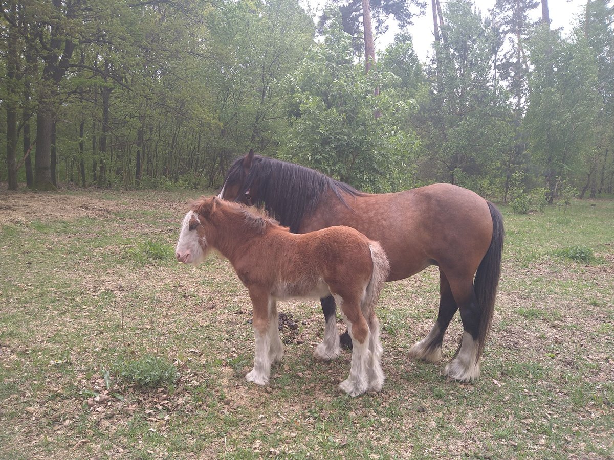 Gypsy Horse Stallion  14 hh Pinto in Liebenwalde