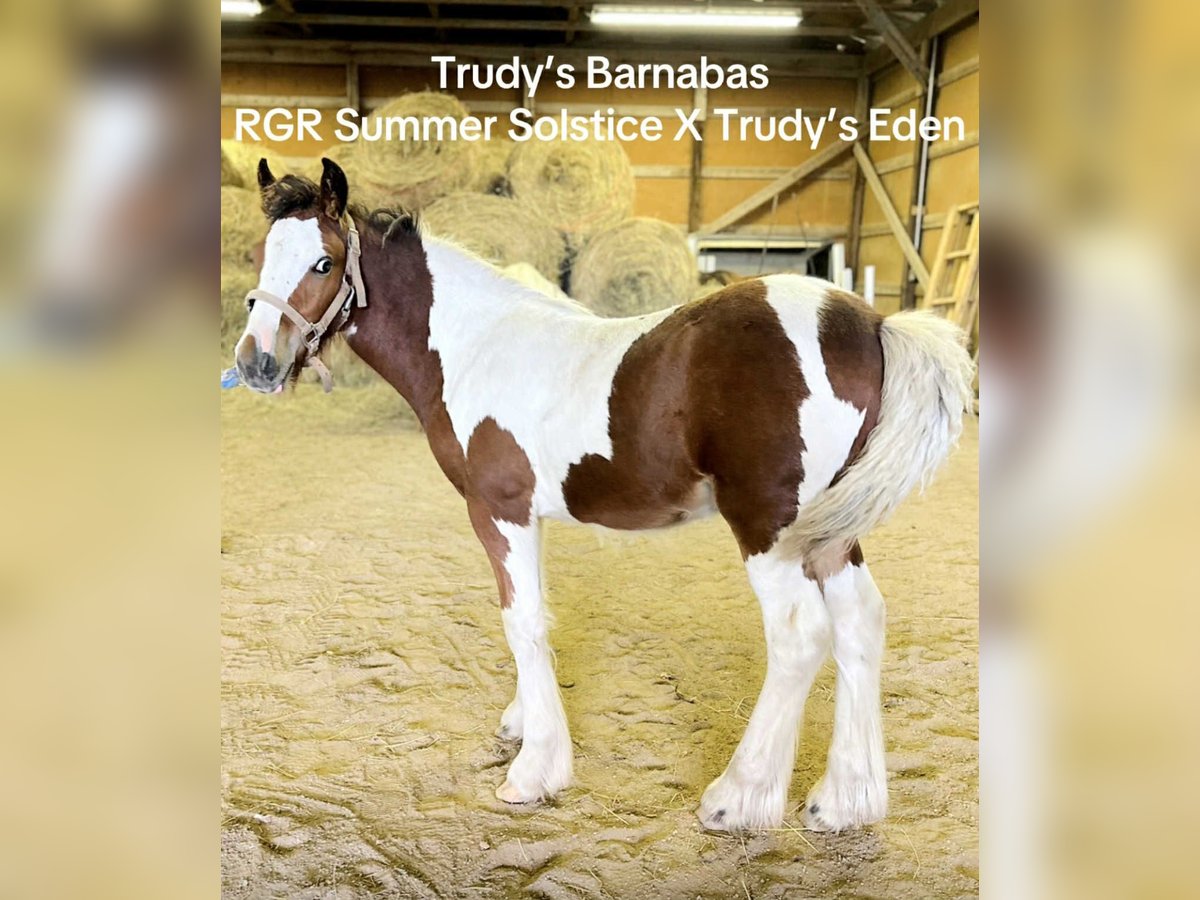 Gypsy Horse Stallion Foal (05/2025) 14,1 hh Pinto in South Lyon, Michigan