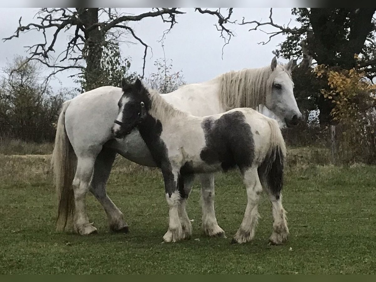 Gypsy Horse Stallion Foal (05/2024) 15,1 hh Pinto in Parsau