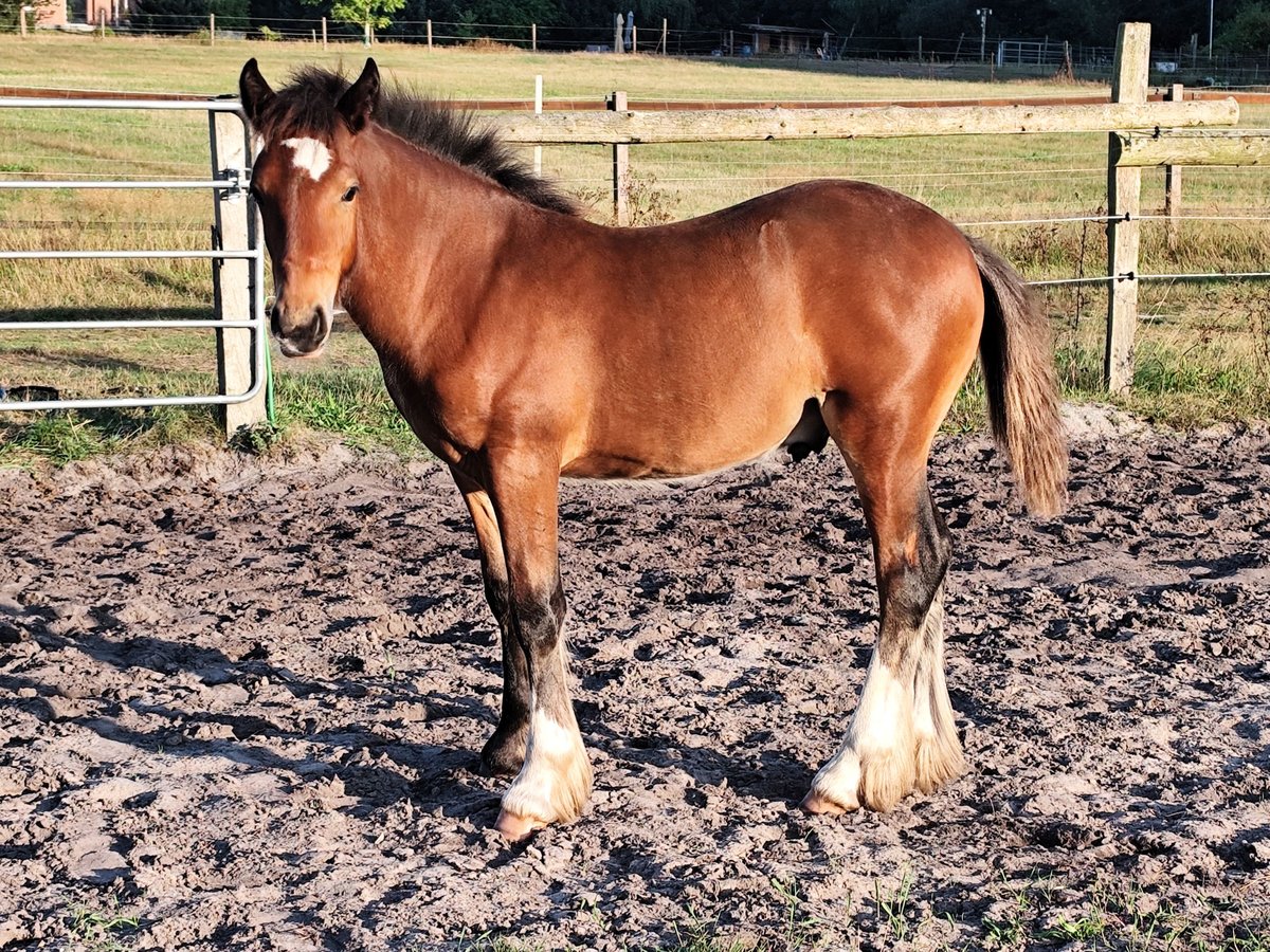 Gypsy Horse Stallion Foal (05/2024) Brown in Hanstedt