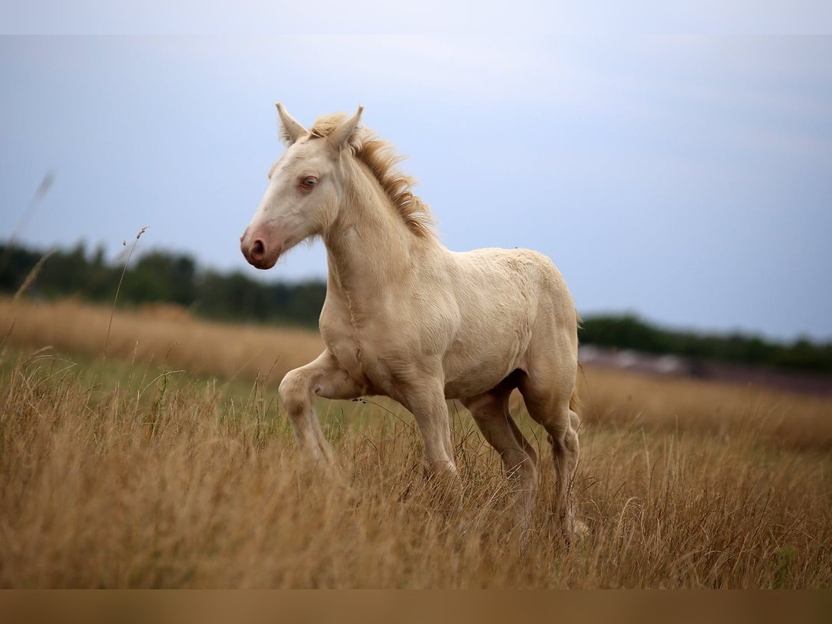 Gypsy Horse Stallion Foal (05/2024) Perlino in Stryków