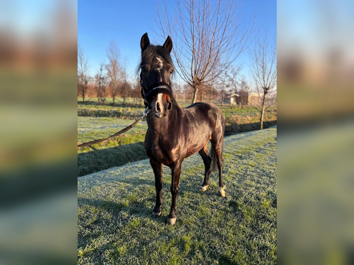 Hackney Caballo castrado 8 años 125 cm Castaño in Rijnsburg