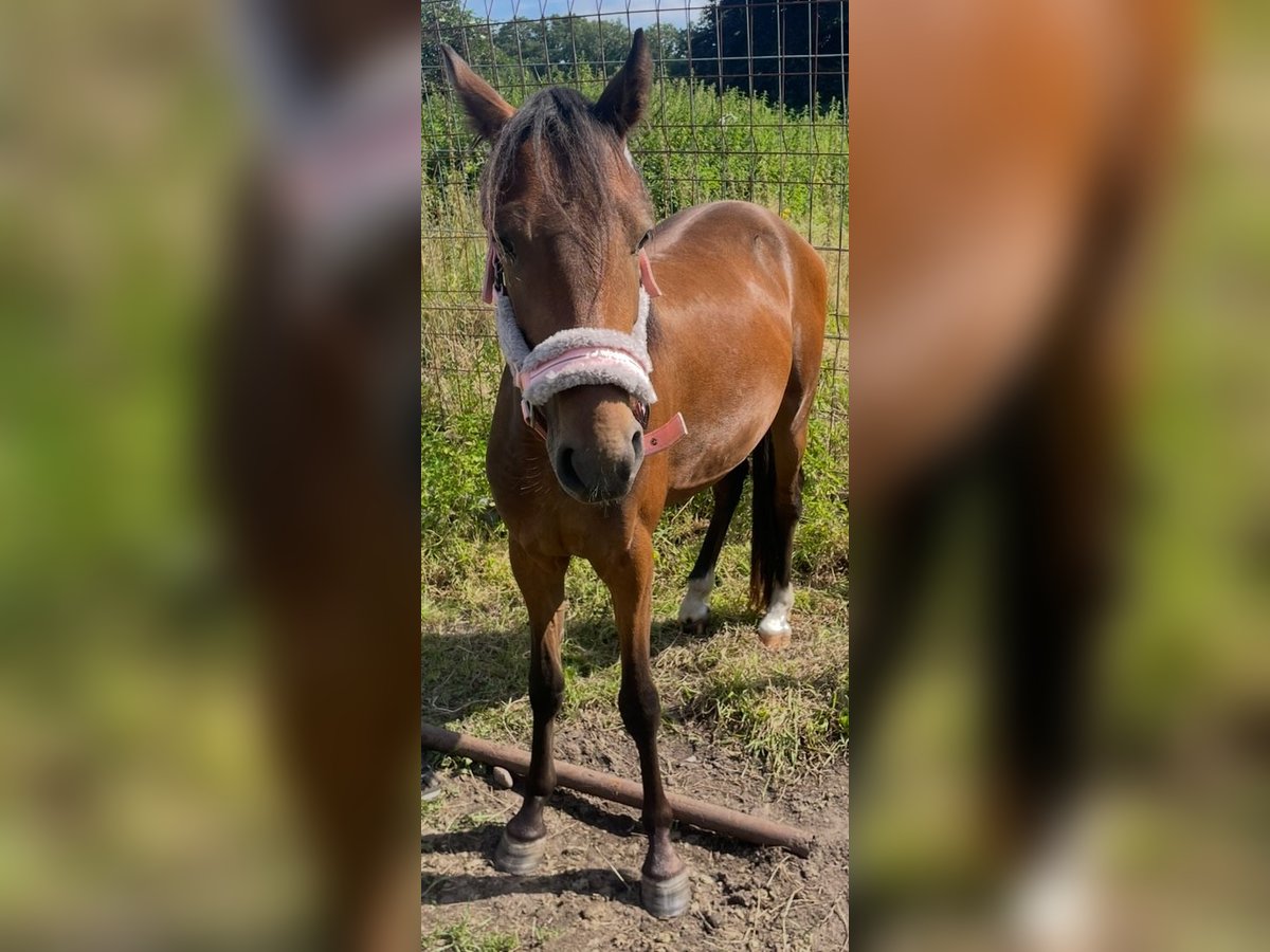 Hackney Gelding 2 years 12,2 hh Brown in Norderstedt