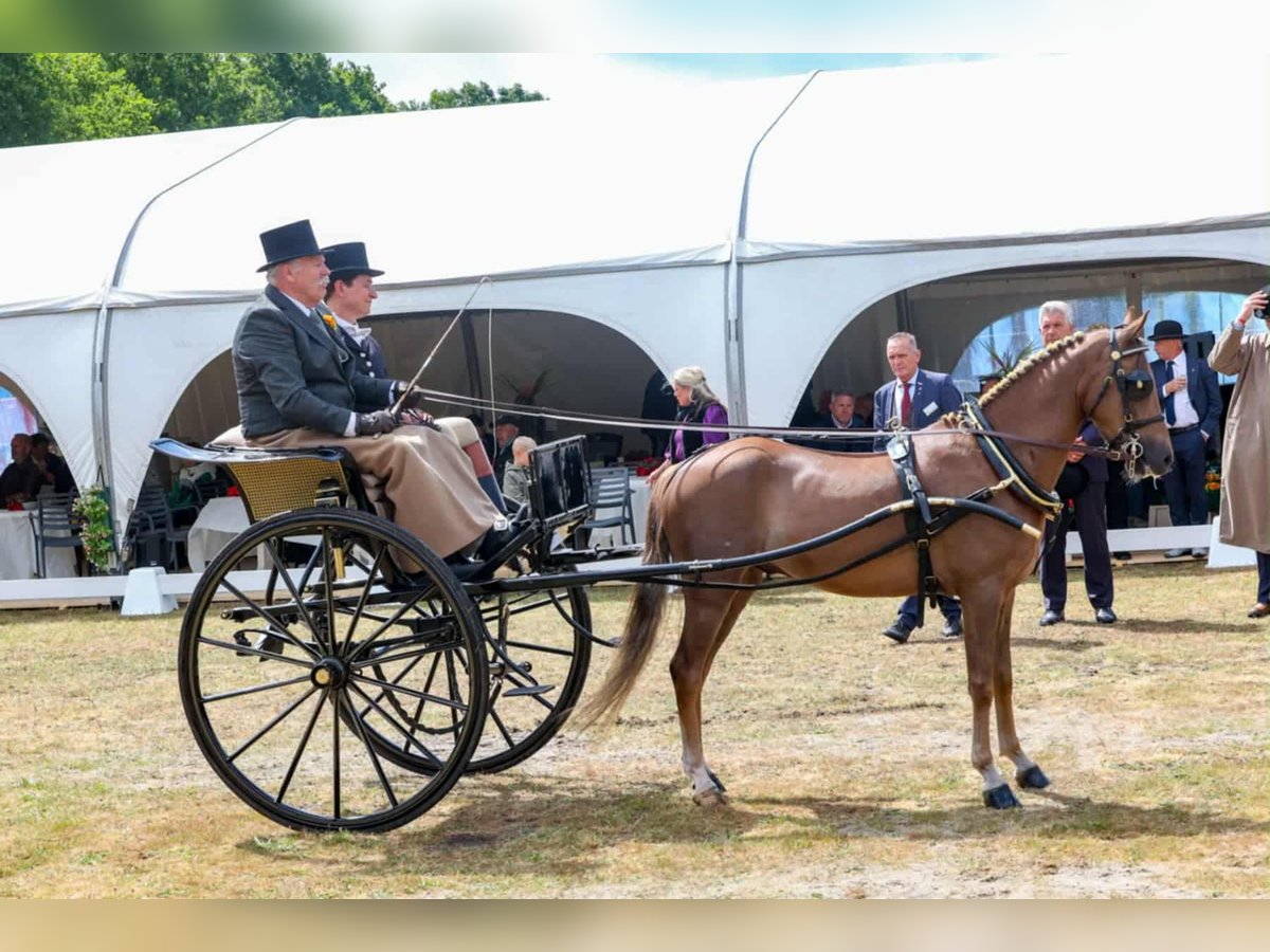 Hackney Gelding 4 years 13,1 hh Chestnut in Dorst